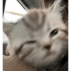 Gatos enojados 😡😡 12