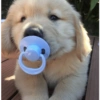 Goldens✨✨ 5