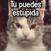 Memes con Frases #2🧠 14