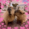 CAPYBARA ♥️🌻 9