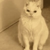 Meme mix 21