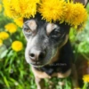 🌻 Flores amarillas 💐perros 2🐕 16