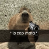 🦛✨️Capibara Pal Chat✨️🦛 9
