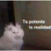 Kittens for u🐈💖✨ CLÁSICOS 18