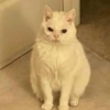 Sad cat 18