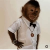 MACACOS ENGRAÇADOS 🐵🤣 14