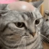 🐈🐱 Gatos Reacciones 🐈🐱 1 19