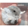ANIMALITOS ♥️🦝 24