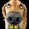 Memes gatos e cachorros 11