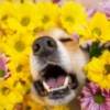 🌻 Flores amarillas 💐perros 2🐕 18
