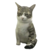 Gatos Icon😻💞⭐ 9