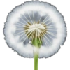 IPhone emoji Primavera2 🌸🩷🌸 18