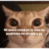 Gatos Raros😼🎩 9