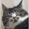 🐈🐱 Gatos Reacciones 🐈🐱 1 5