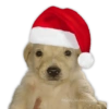 Adorable Cachorro con Gorra de Santa