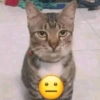 Kucing Gemoy 14