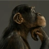 Melhores de macaquinhos 11