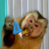 Monitos para el día 🐵 7