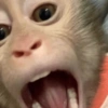 MACACOS ENGRAÇADOS 🐵🤣 7