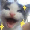🐈🐱 Gatos Reacciones 🐈🐱 1 11