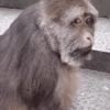 Monitos para el chat 🐒 14