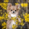 🌻 Flores amarillas 💐perros 2🐕 11