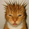 🧿Gatitos Gatos Miau🐱🐈 13