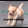 coyeye coyeye