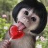 Monos🐒  6