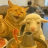 🧿Gatitos Gatos Miau🐱🐈 5
