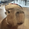 CAPYBARA ♥️🌻 12