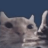 🤓 GATOOOZ !!¡¡😺🗯️ㅤㅤ 22