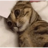Gatitos Bonitos 2 😺💥💕 13