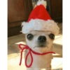 Natal dos bichinhos 🎄🎅🏻🐶🐱 8