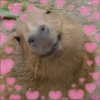 CAPYBARA ♥️🌻 21