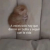 💬Gatos con Frases 🪂💬 13