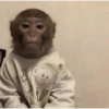 Monos muy monitos 🐒🐵🐒 9