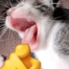 🐈🐱 Gatos Reacciones 🐈🐱 1 17