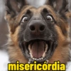 Memes gatos e cachorros 12