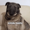 KUSURA BAKMA