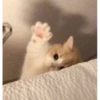 Kitty cat 15