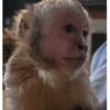 Monitos para el día 🐵 5