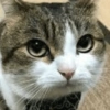 🐈🐱 Gatos Reacciones 🐈🐱 1 20