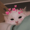 Gatitos amor 6