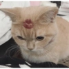 Catscatacats9 20