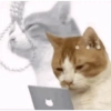 🤓 GATOOOZ !!¡¡😺🗯️ㅤㅤ 27