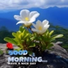 Good morning 44
