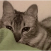 Sad cat 2 8