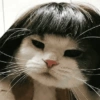 🐈🐱 Gatos Reacciones 🐈🐱 1 21