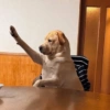 Reações de animais 12